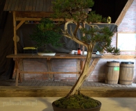 bonsai wystawa Wojsławice 2018