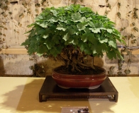 bonsai wystawa Wojsławice 2018