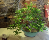 bonsai wystawa Wojsławice 2018