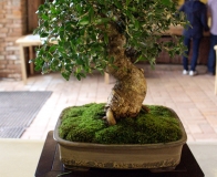 bonsai wystawa Wojsławice 2018