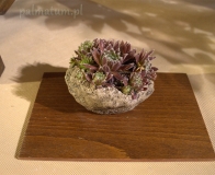 kusamono - wystawa bonsai Wojsławice 2018