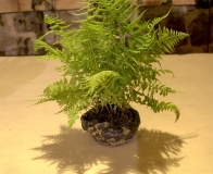 kusamono - wystawa bonsai Wojsławice 2018