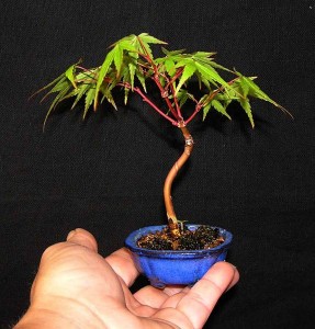 młody klon palmowy jako mame bonsai