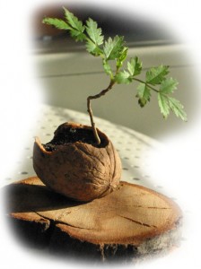 Mini bonsai w skorupie orzecha włoskiego