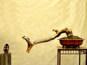 Tapeta bonsai