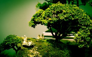 Tapeta bonsai