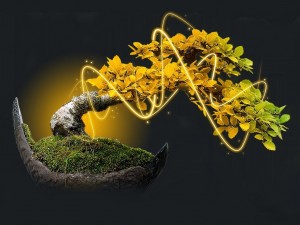 Tapeta bonsai