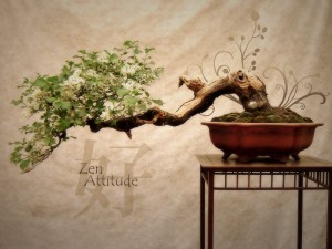 Tapeta bonsai