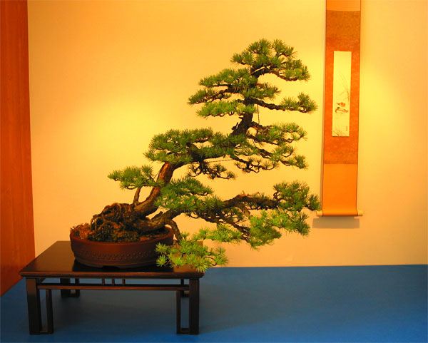 Wystawa Bonsai Książ 2011 - sosna drobnokwiatowa