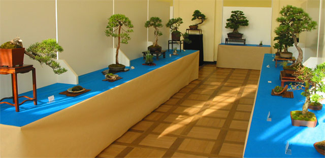 Wystawa Bonsai Książ 2011