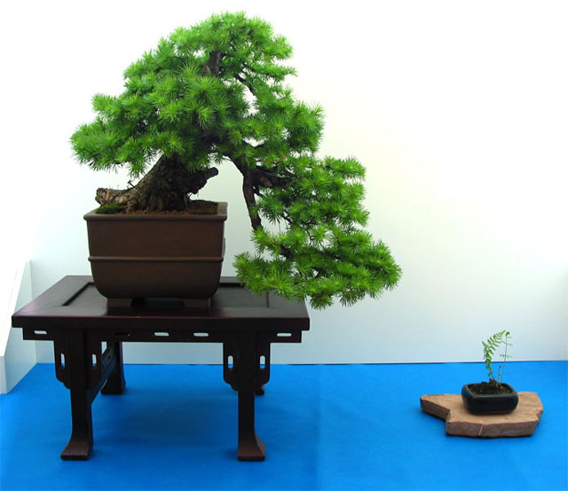 Bonsai