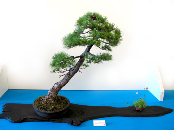 Bonsai sosna drobnokwiatowa