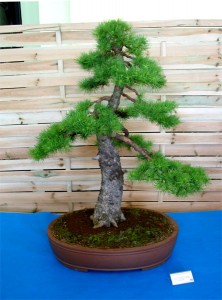 Bonsai modrzew europejski