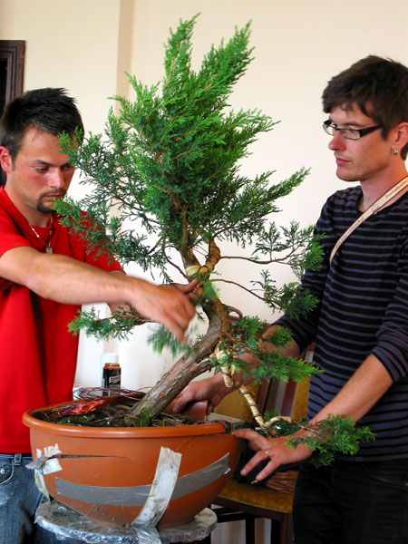 Książ 2011 pokaz formowania bonsai - jałowiec, foto 9