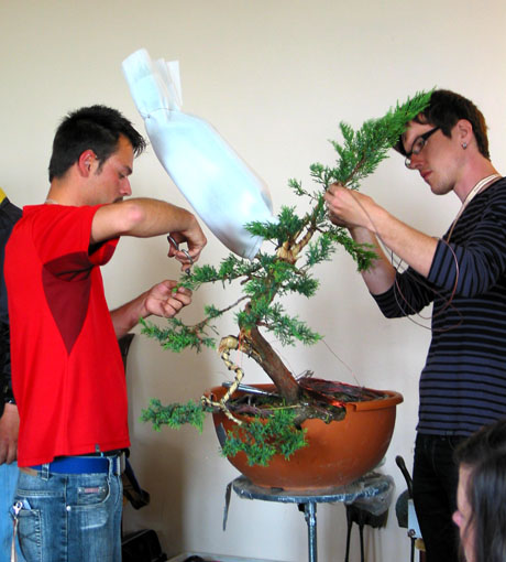 Książ 2011 pokaz formowania bonsai - jałowiec, foto 12
