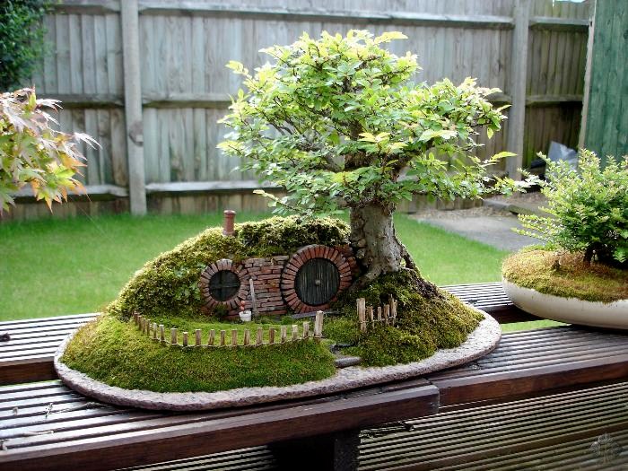 Back End bonsai - lato