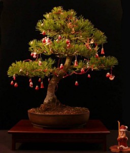 świąteczne bonsai