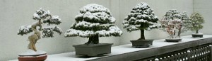 Drzewka bonsai zimą