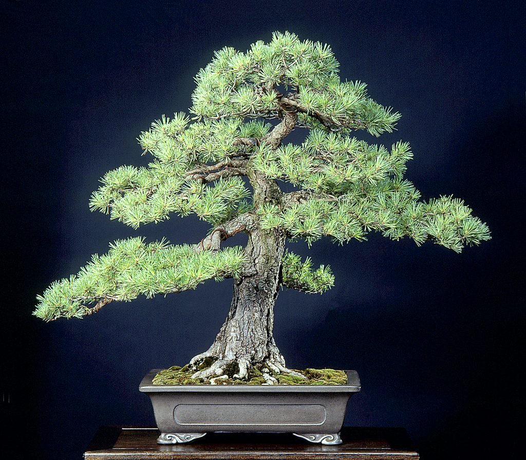 bonsai coniferous nebari - pinus sylvestris