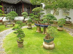 Prezentacja bonsai na kamiennych elementach