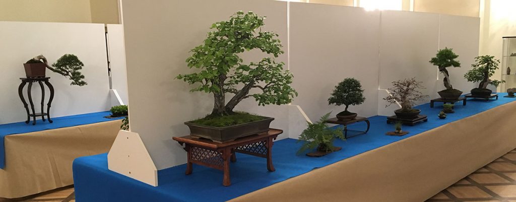 Wystawa bonsai Książ 2017