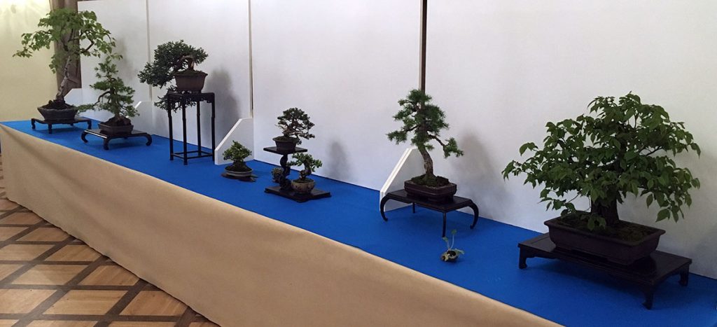 Wystawa bonsai Książ 2017