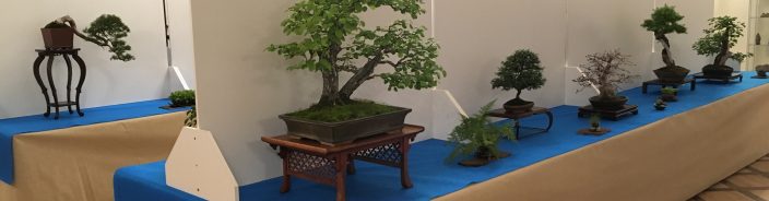 Wystawa bonsai Zamek Książ 2018 – zapowiedź