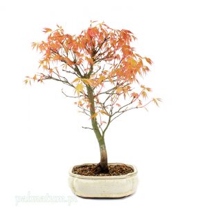 bonsai klon palmowy Katsura