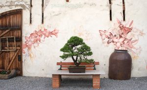 Wojslawice bonsai czerwiec 2018