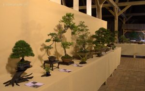 Wojsławice wystawa bonsai 2018