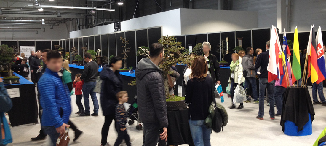 Green Days 2019 wystawa bonsai Dąb Polski – galeria zdjęć